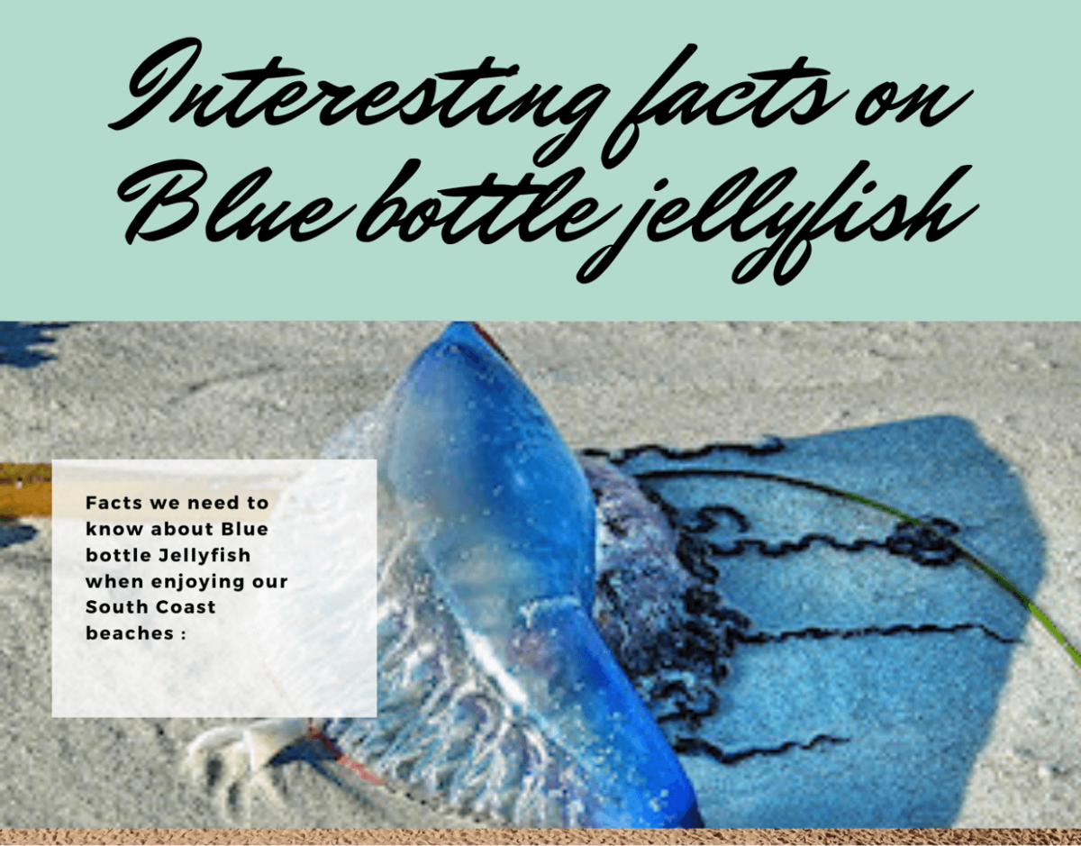 Interesting Facts About The Blue Bottle Jellyfish Gradwell Letting & Management