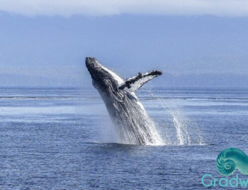 Humpback Whales along our South Coast